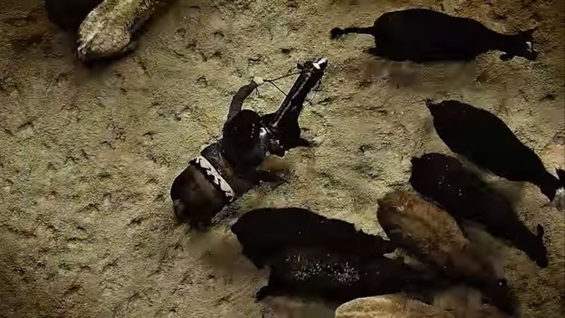 Cutting Futurity LiveShot